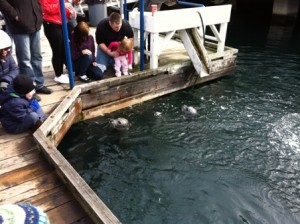 Feeding Oak Bay Seals