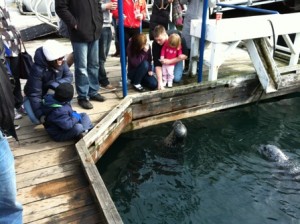Feeding Oak Bay Seals